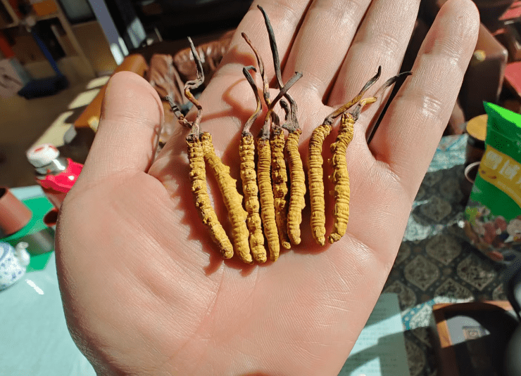 开云平台-年销20万根的冬虫夏草竟是胶水拼的!工作人员:买的好胶水,吃下去没有事